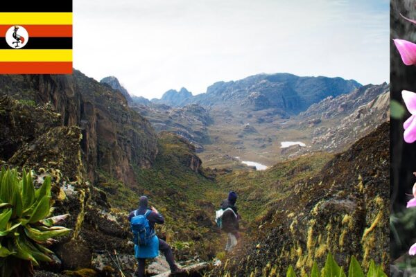 The climb - Ruwenzori trekking 5-days Kilembe Route to Weismann’s Peak 4620m