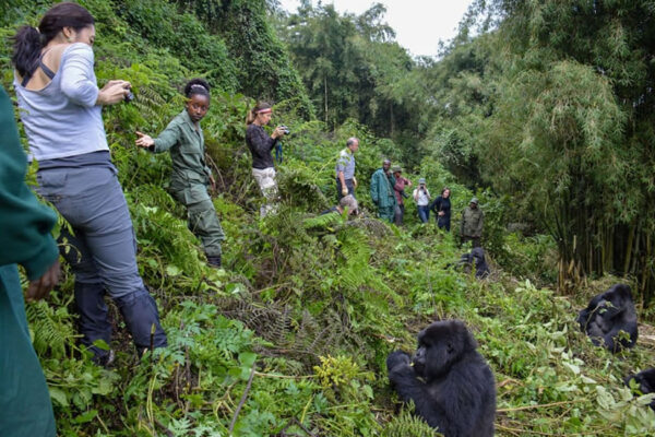 Rwanda Gorilla Trek And Rwenzori Hike Rwanda Gorilla Trek And Rwenzori Hike