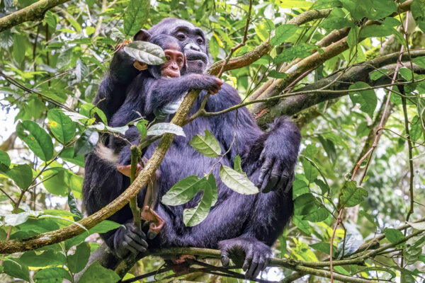 Kibale, Rwenzori And Queen Elizabeth Kibale, Rwenzori And Queen Elizabeth