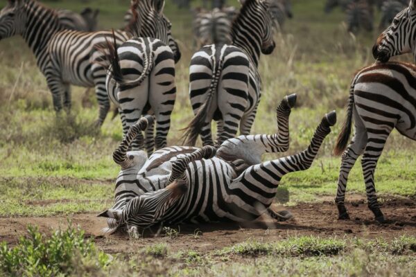 Serengeti Ngorongoro And Rwenzori Serengeti Ngorongoro And Rwenzori
