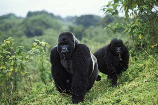 16-Day Uganda Safari | Margherita Peak, Gorillas & Chimps
