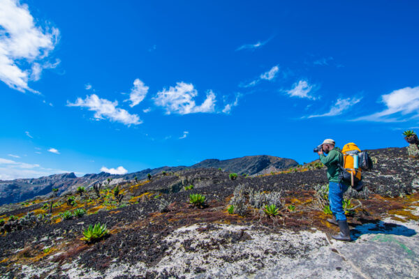 Rwenzori Tetra, Bernard & Agart Trek